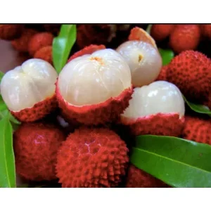 Fresh Litchi Pure Red Litchi Favorite Fruit Item Most Demanded Premium Litchi