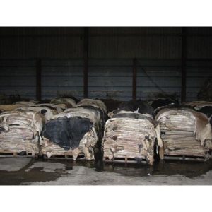Wet Salted & Dry Salted Donkey & Cow Hides – Wet Salted Cow Hides
