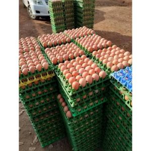 Farm Fresh Chicken Brown Eggs / White Supplier of Fresh Protein Rich Farm Chicken Eggs Fresh Brown E