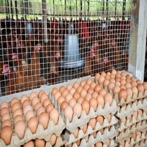 Delicious fertile chicken eggs sale online To Enrich Your Daily Diet -Fresh Poultry Chicken Eggs For Sale