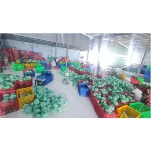 Song Nam Green Pomelo packing house