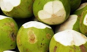 Cheap Price Good Quality Fresh Coconut Fruit Green Coconut