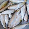 Frozen Dotted Gizzard Shad Fish (Hilsa)