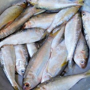 Frozen Dotted Gizzard Shad Fish (Hilsa)